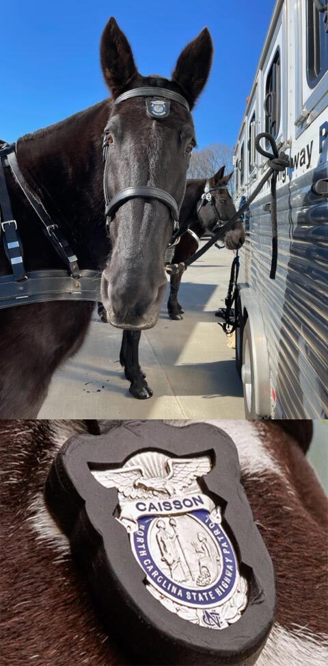 NCTA Badge on Horse